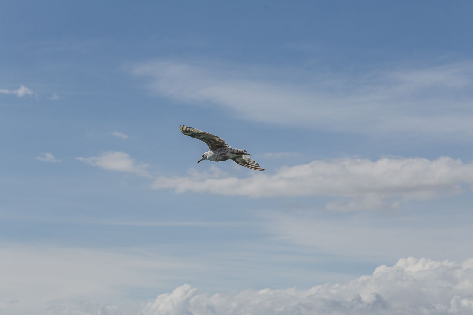Canon EF 85mm F1.8 USM sample photo. Seagull, alone, sky photography