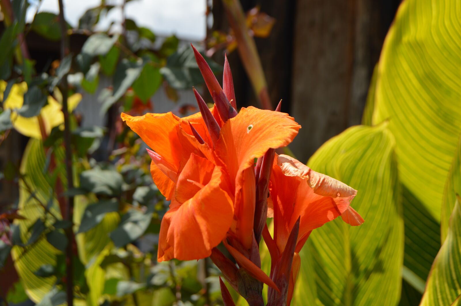 Nikon D3200 sample photo. Flowers, plant, botany photography
