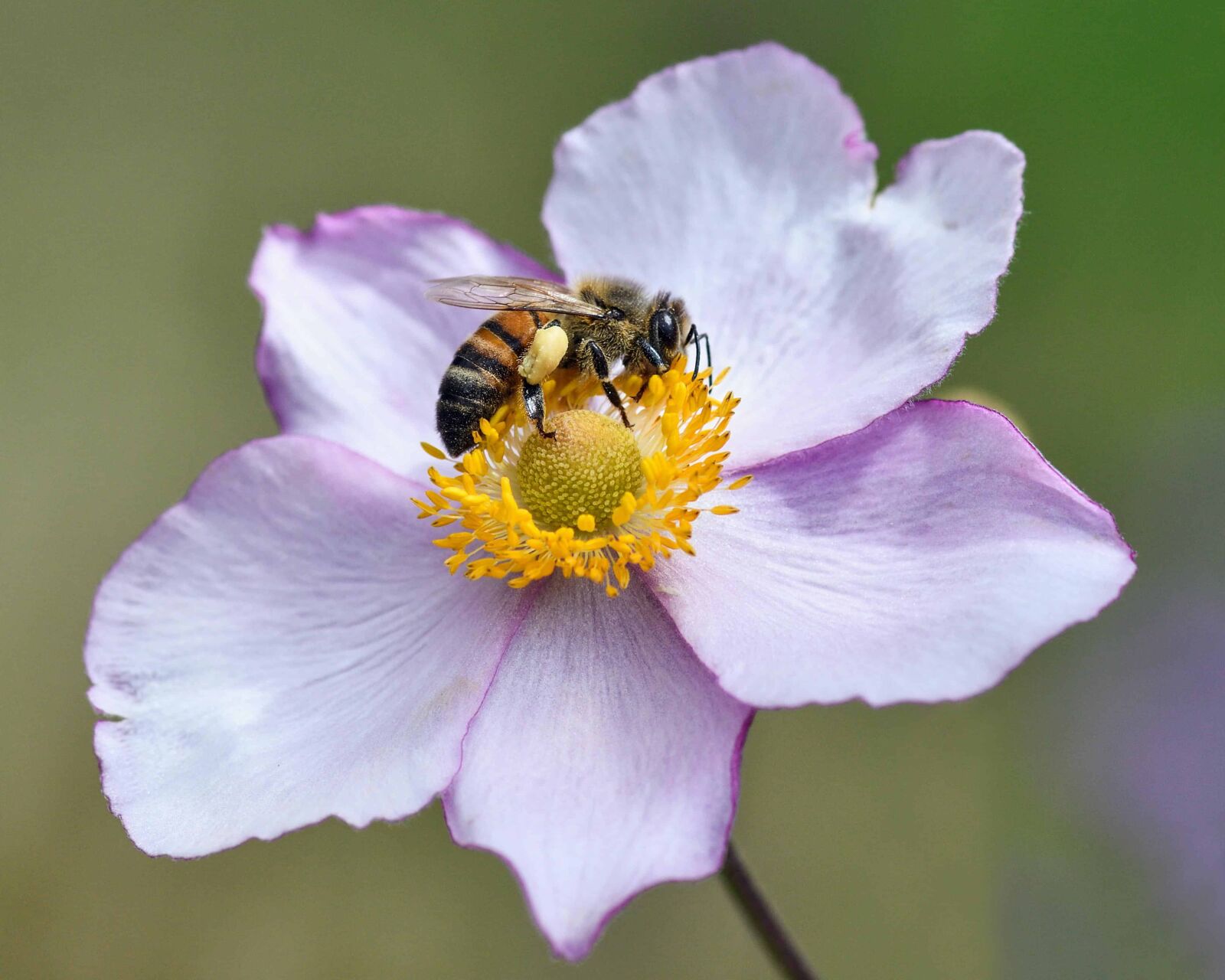 Nikon D500 sample photo. Pollen, bee, pollination, nature photography