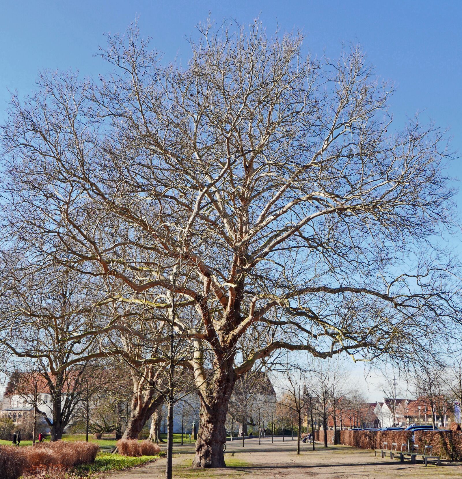 Panasonic Lumix DMC-LX100 sample photo. Old plane tree, february photography