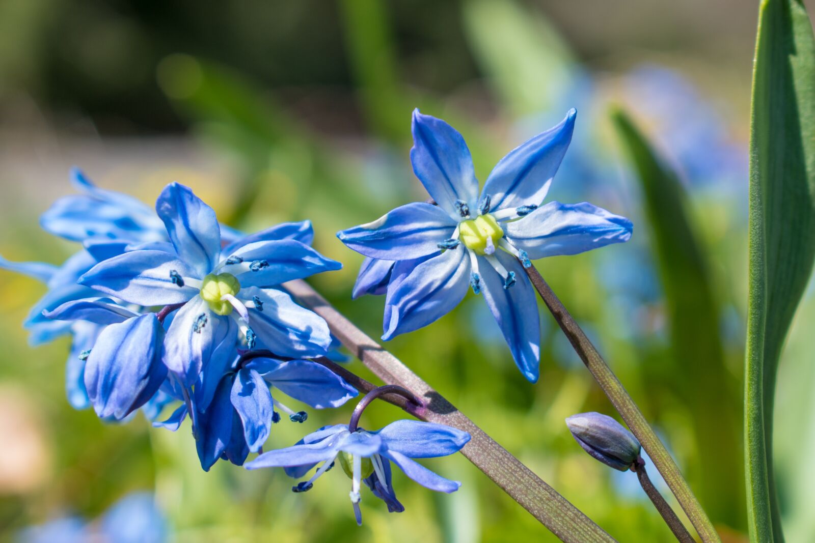 Nikon D5600 sample photo. Blue, flower, plant photography