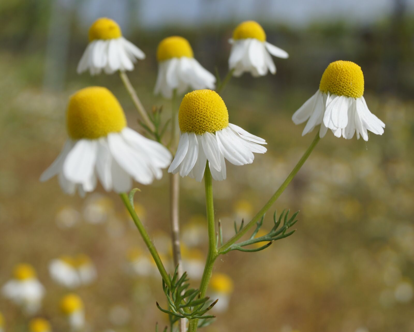 Sony SLT-A65 (SLT-A65V) + Sony DT 18-55mm F3.5-5.6 SAM sample photo. Genuine chamomile, field flower photography