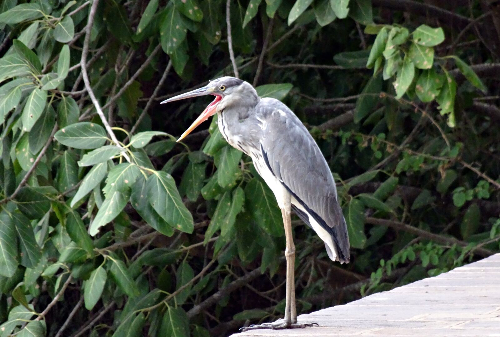 Sony Cyber-shot DSC-HX90V sample photo. Grey heron, ardea cinerea photography
