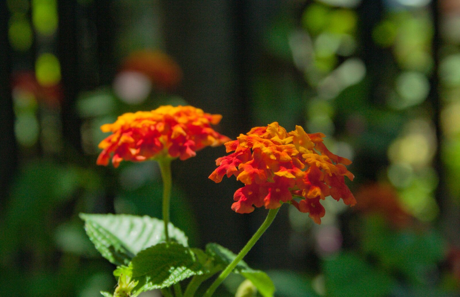 Canon EOS 350D (EOS Digital Rebel XT / EOS Kiss Digital N) sample photo. Blossom, garden, bloom photography