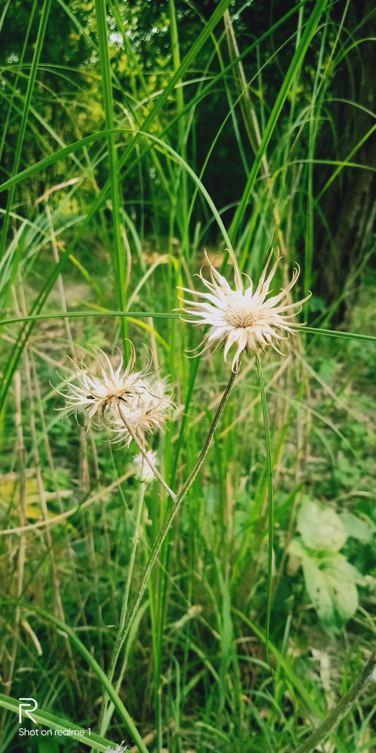 OPPO Realme 1 sample photo. Beautiful flowers, flowers, nature photography