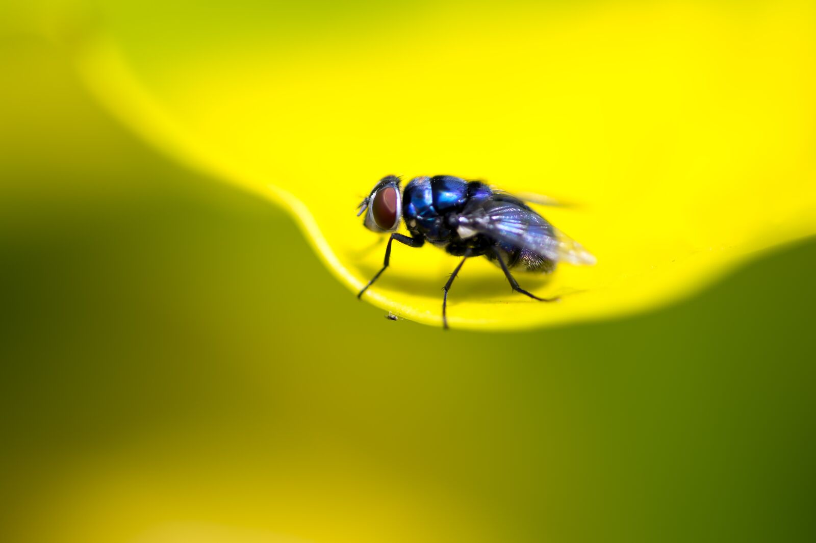 Nikon D4S sample photo. Blue fly, yellow leaf photography