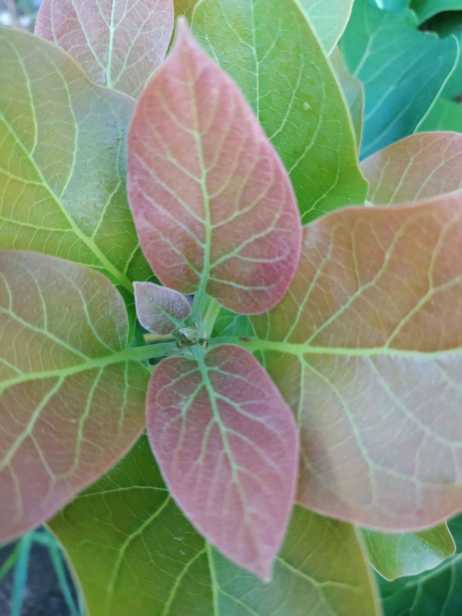 Xiaomi Redmi Note 8 sample photo. Flowers, plant, shoots photography