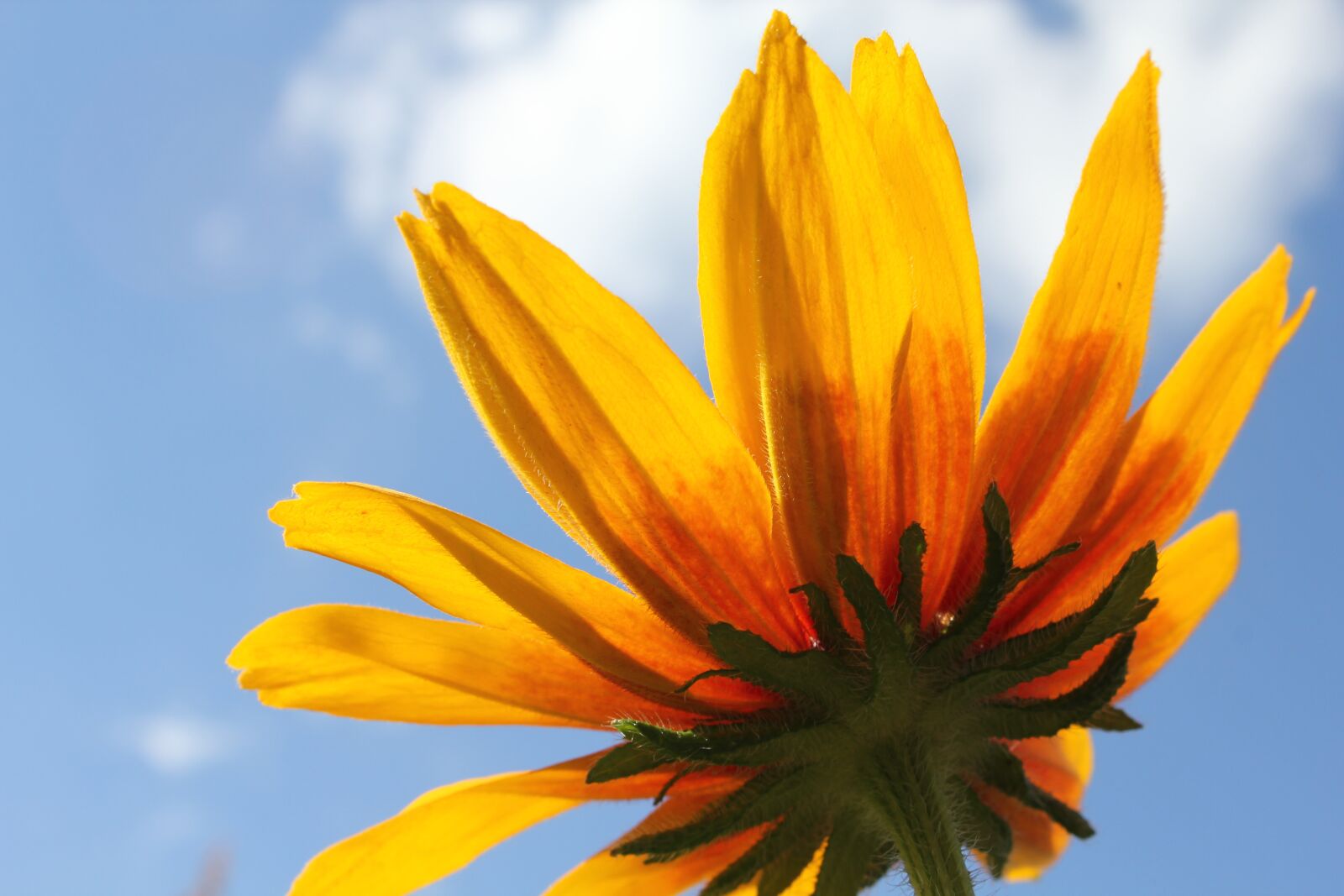 Canon EOS 550D (EOS Rebel T2i / EOS Kiss X4) sample photo. Flower, rudbeckia, flowers photography