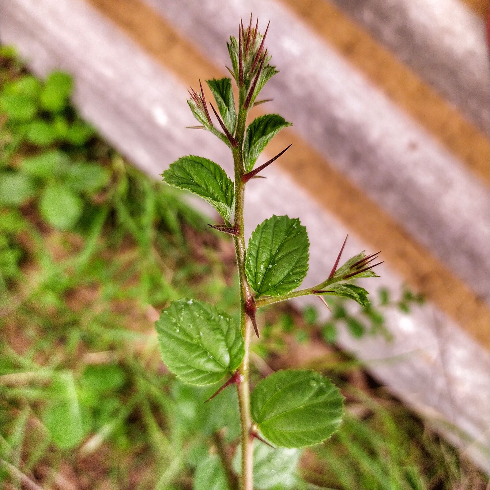 Xiaomi Redmi Note 8 sample photo. Nature, thorns, spikes photography