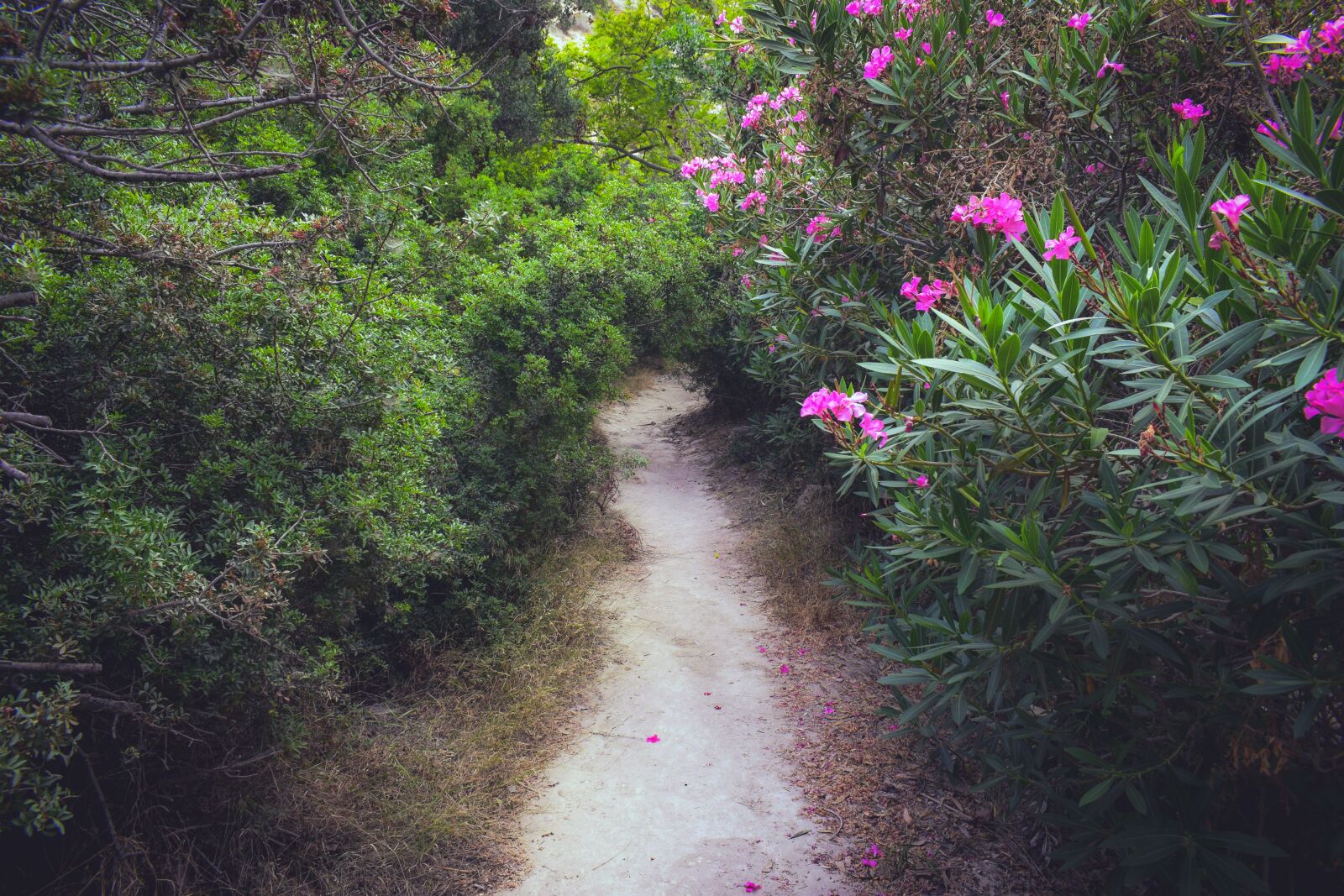 Nikon D3300 sample photo. Cyprus, akamas, national park photography