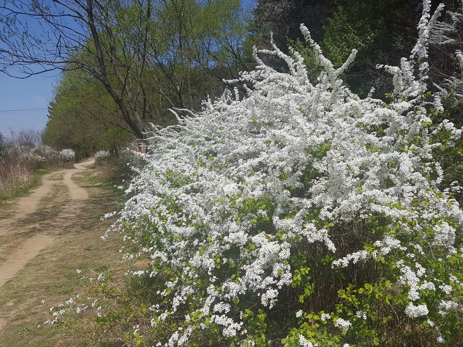 Samsung Galaxy S7 sample photo. Spring, white, light photography