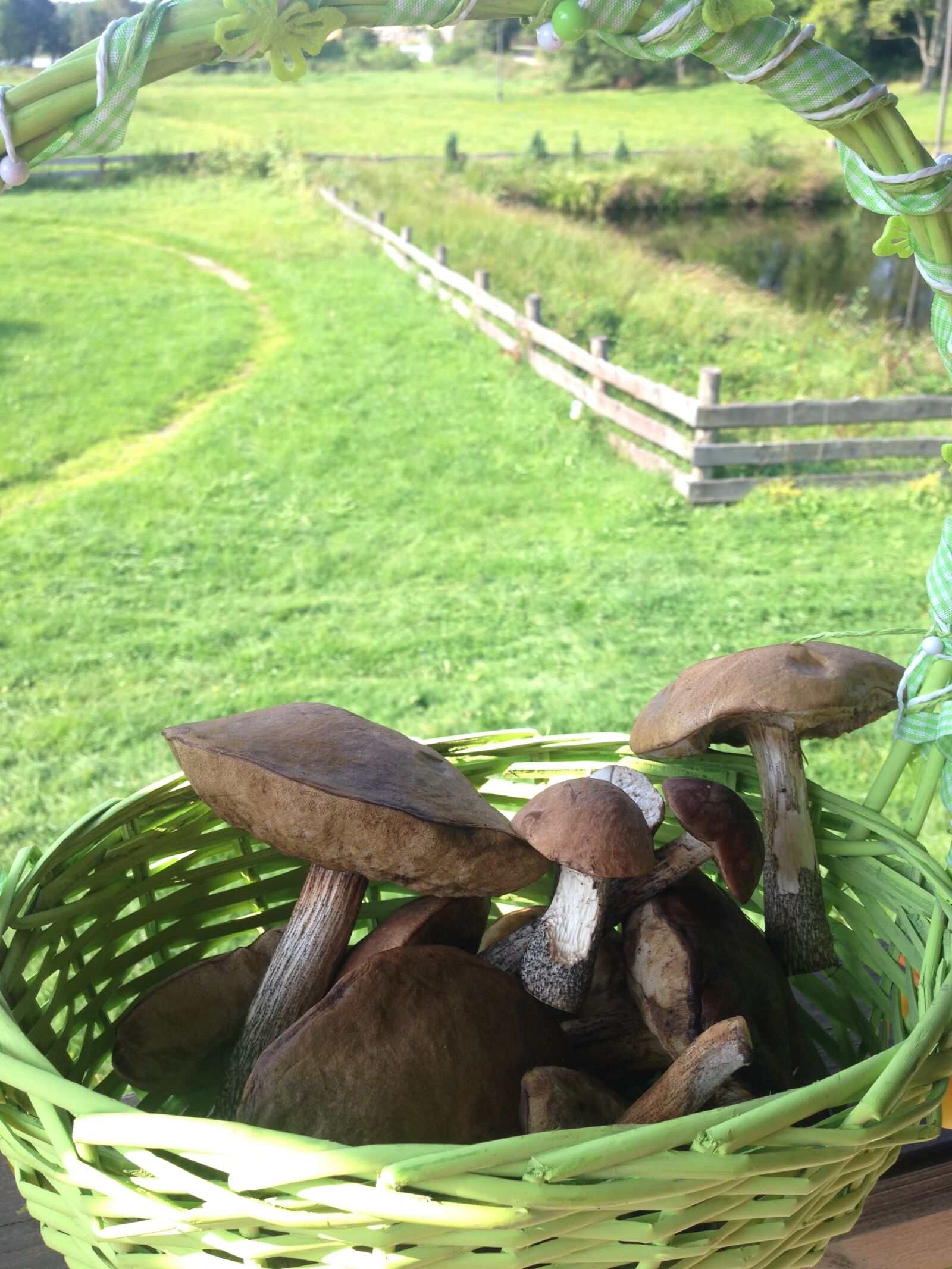 iPhone 5c back camera 4.12mm f/2.4 sample photo. Mushrooms, natural, food, nature photography