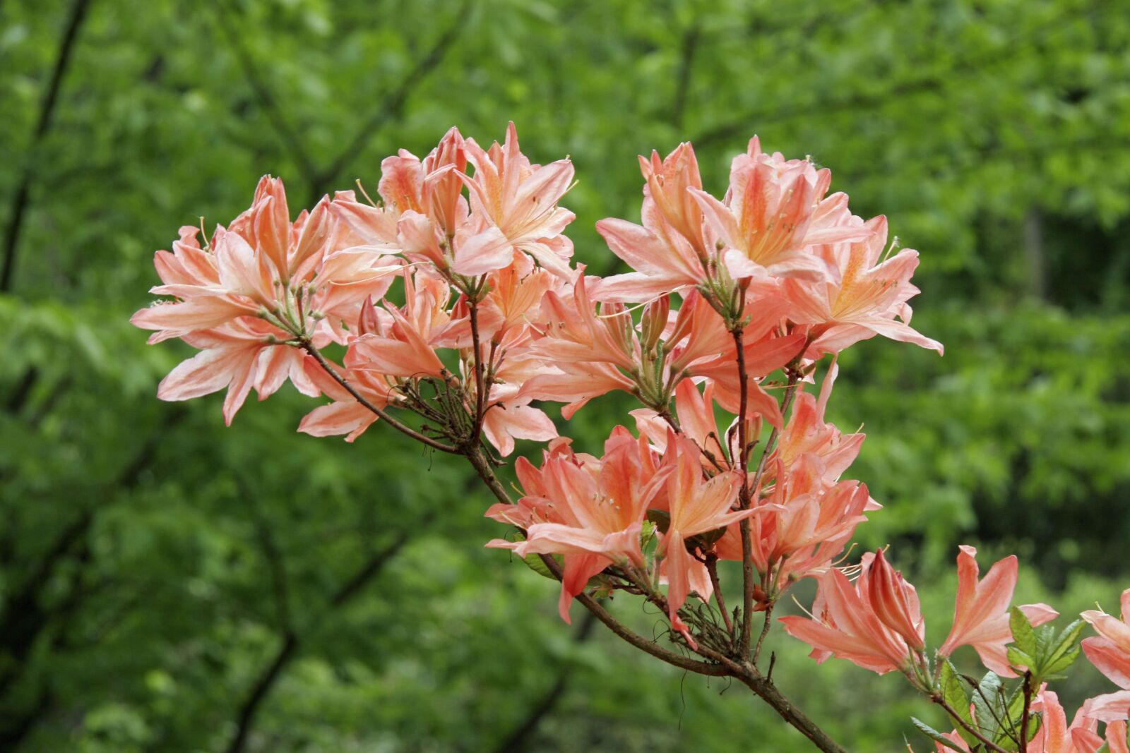 Canon EOS 20D sample photo. Flower, orange, spring photography