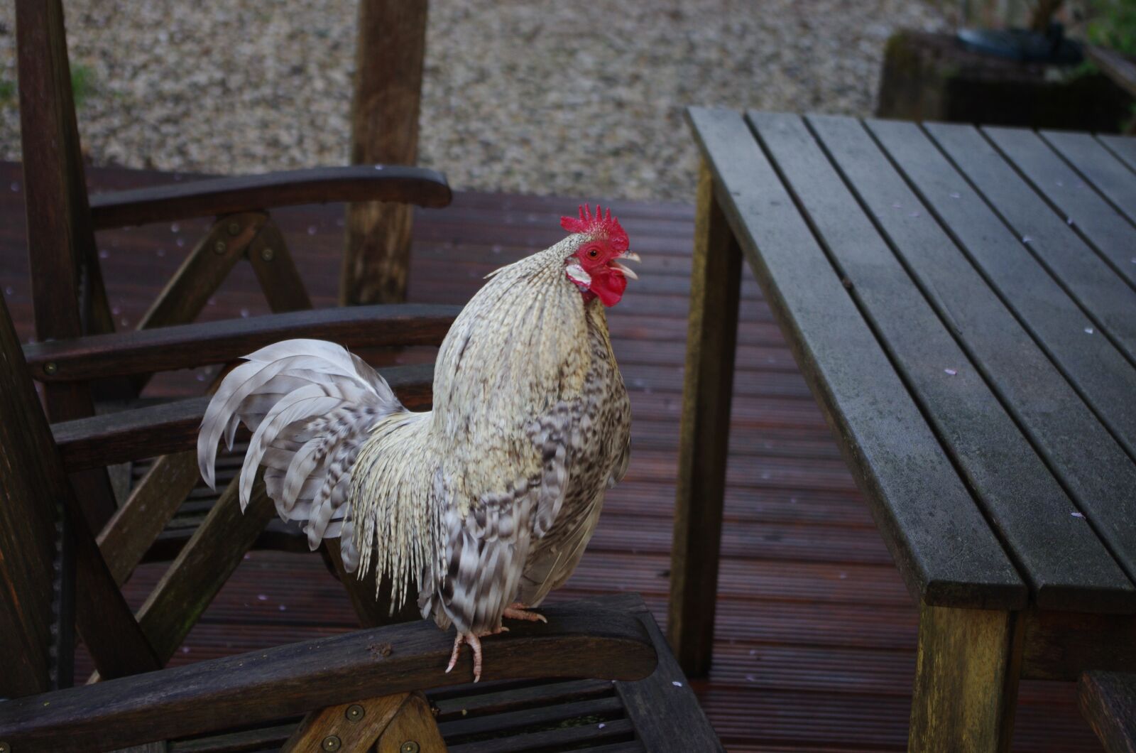 Pentax K-5 sample photo. Rooster, chicken, poultry photography