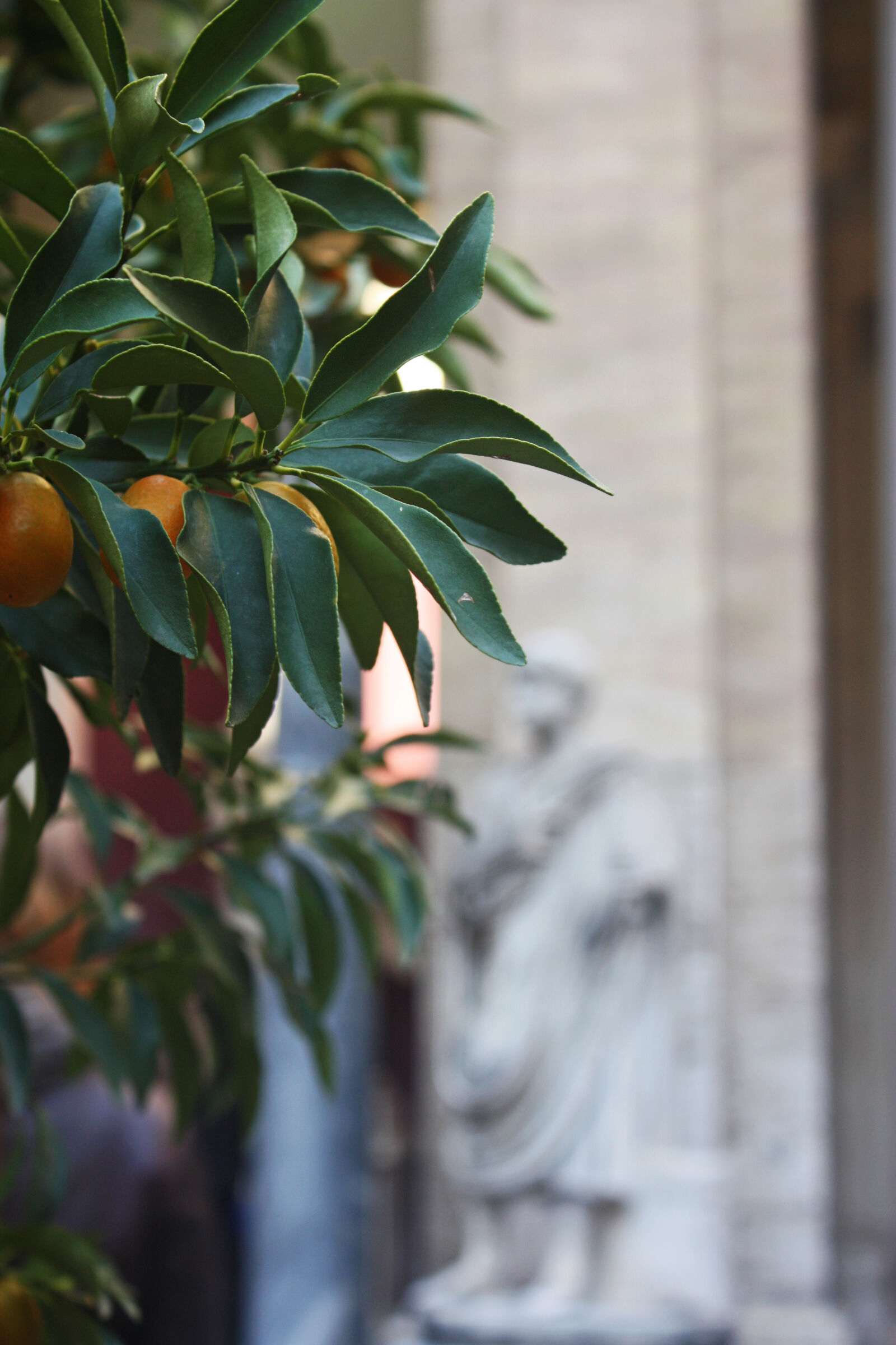 Canon EOS 450D (EOS Rebel XSi / EOS Kiss X2) sample photo. City, food, fruit, italy photography