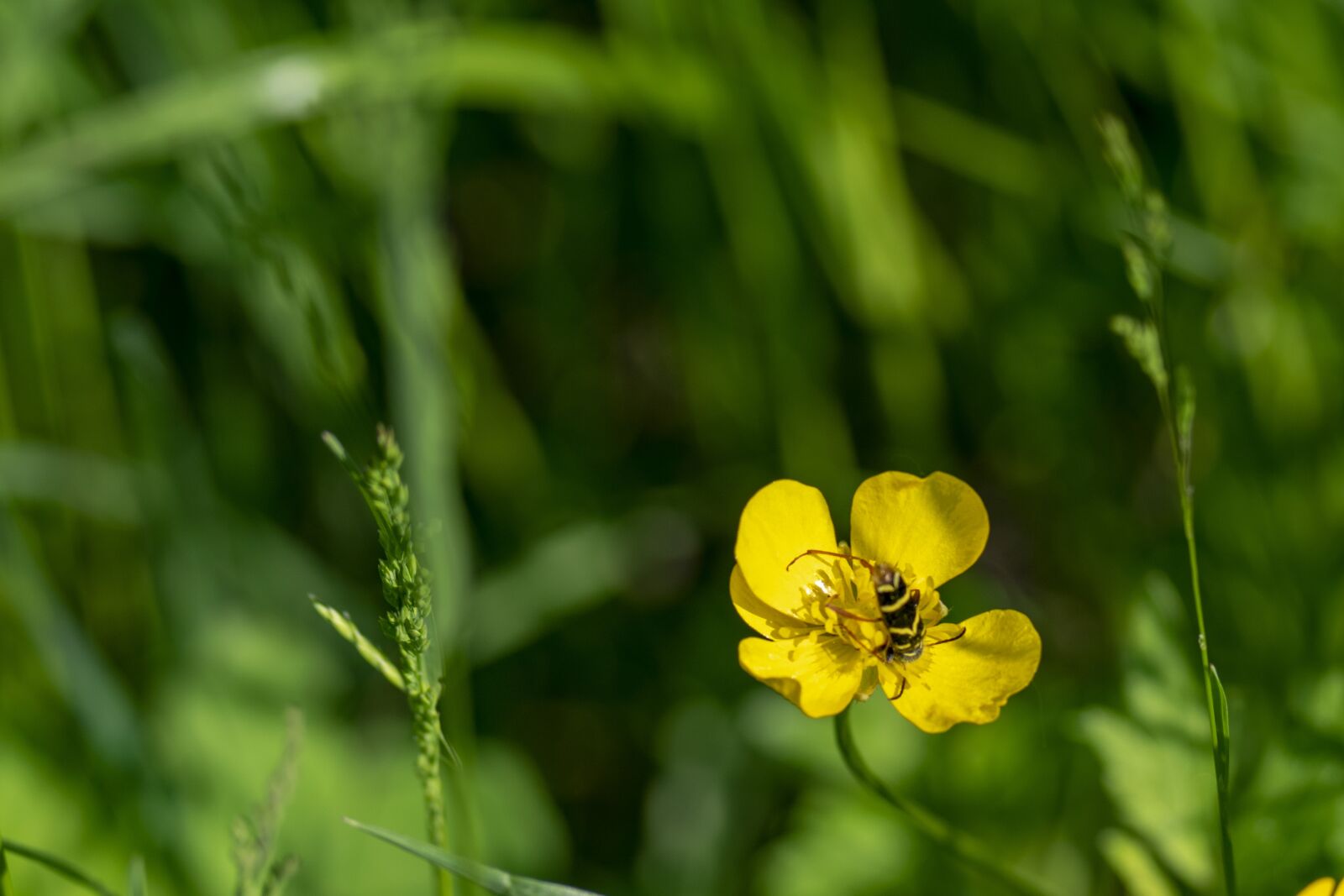 Nikon D5300 sample photo. Macro, flower, wildflower photography