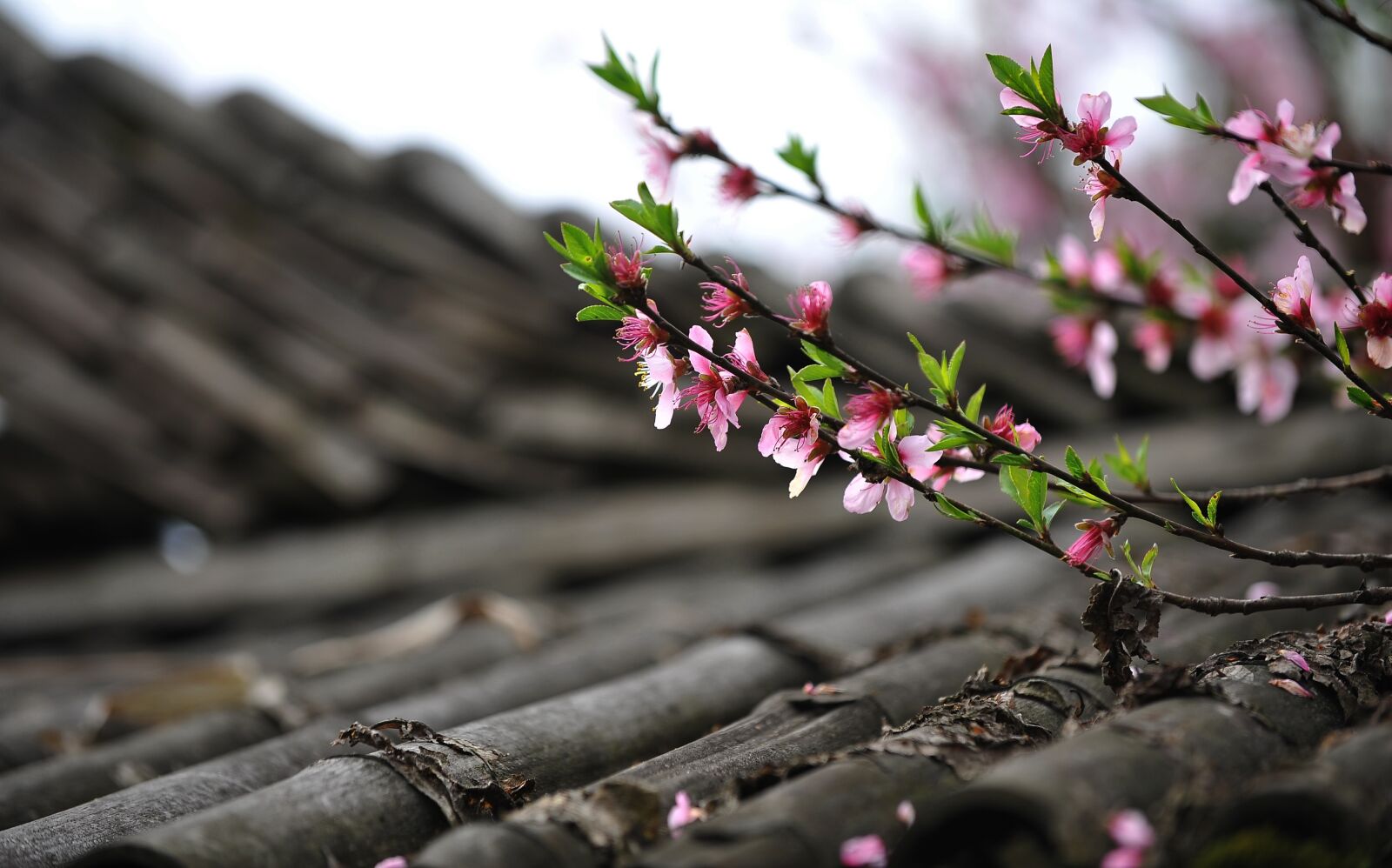 Nikon D700 sample photo. Peach blossom, spring, diaojiaolou photography