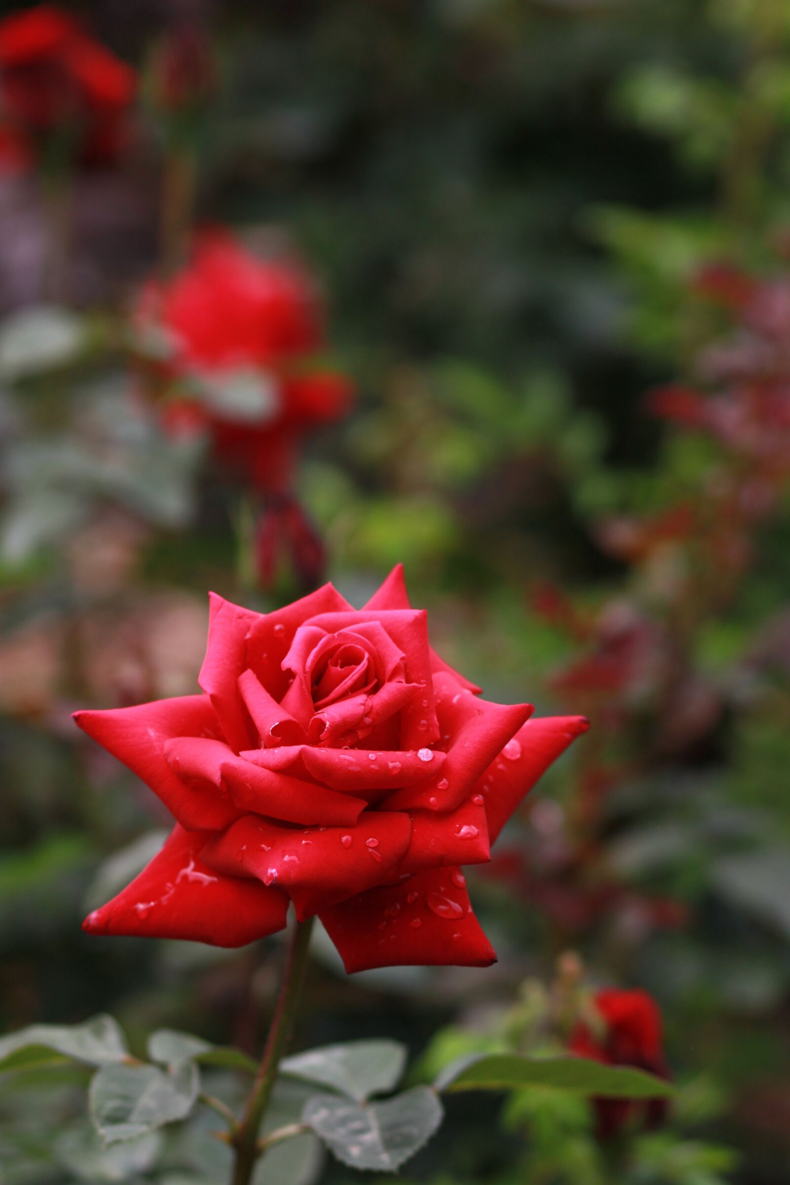 Canon EOS 500D (EOS Rebel T1i / EOS Kiss X3) sample photo. Flowers, nature, plants photography