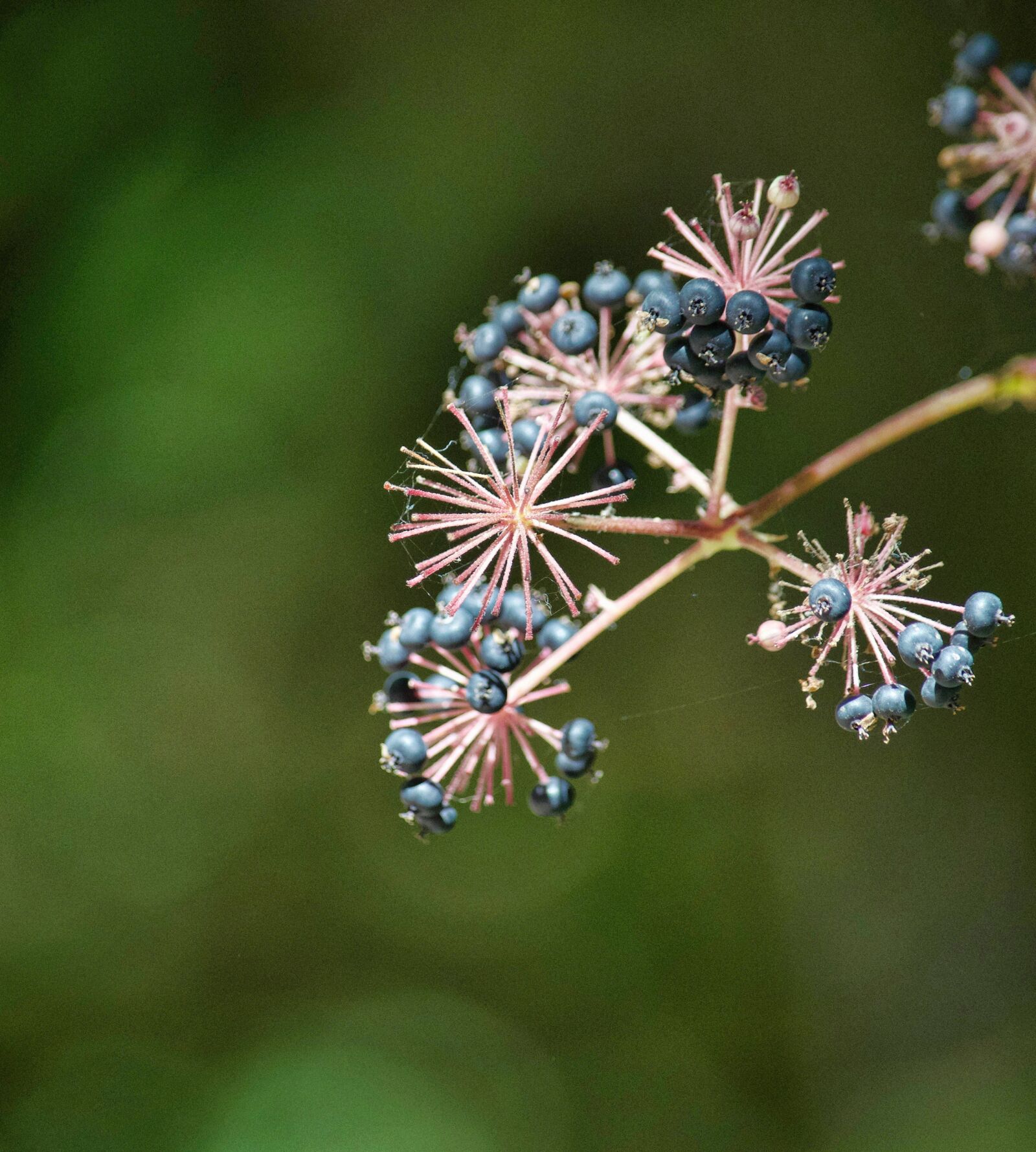 Nikon D5100 sample photo. Berries, blue, blueberries, bokeh photography