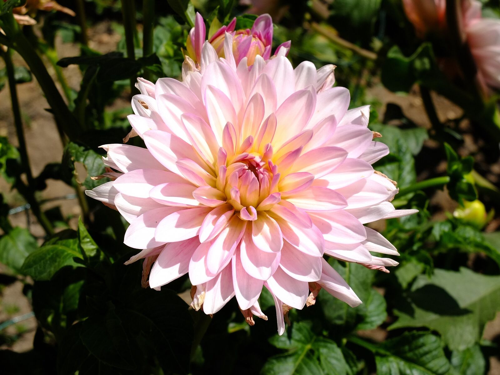Fujifilm X10 sample photo. Dahlia, flower, garden photography