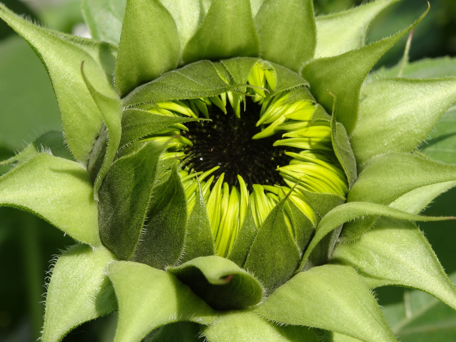 Sony Cyber-shot DSC-HX50V sample photo. Sunflower, vegan, herbal oils photography