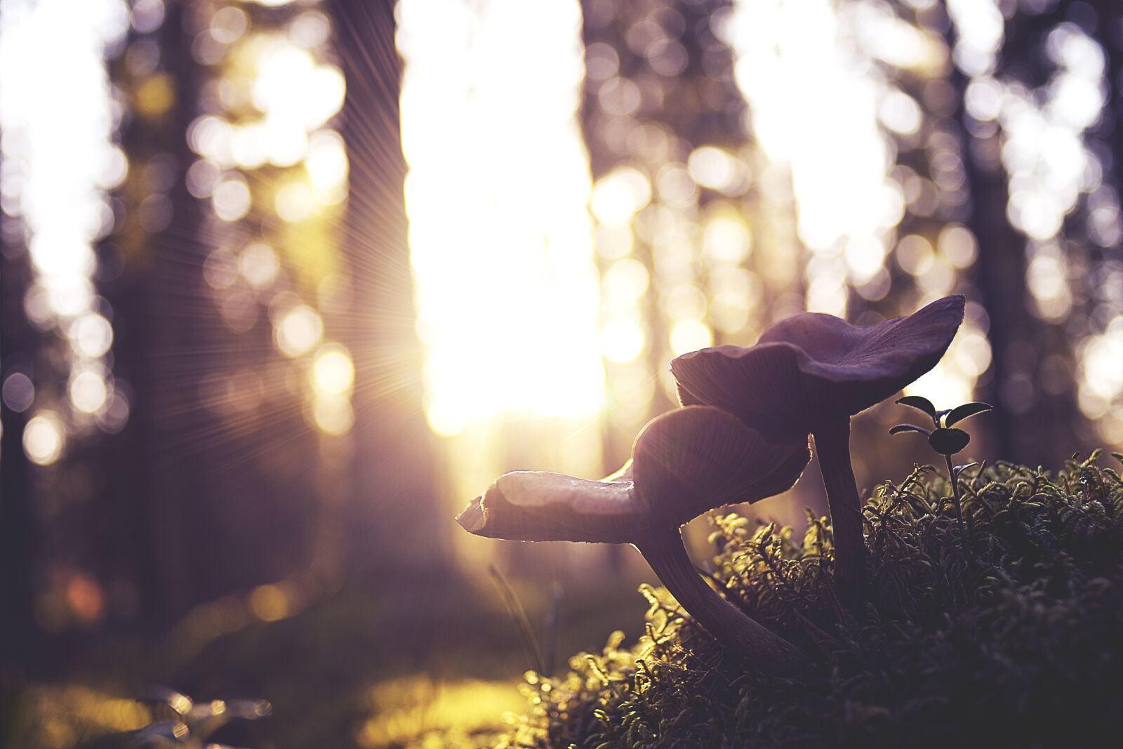 Nikon D7200 sample photo. Mushrooms, forest, nature photography