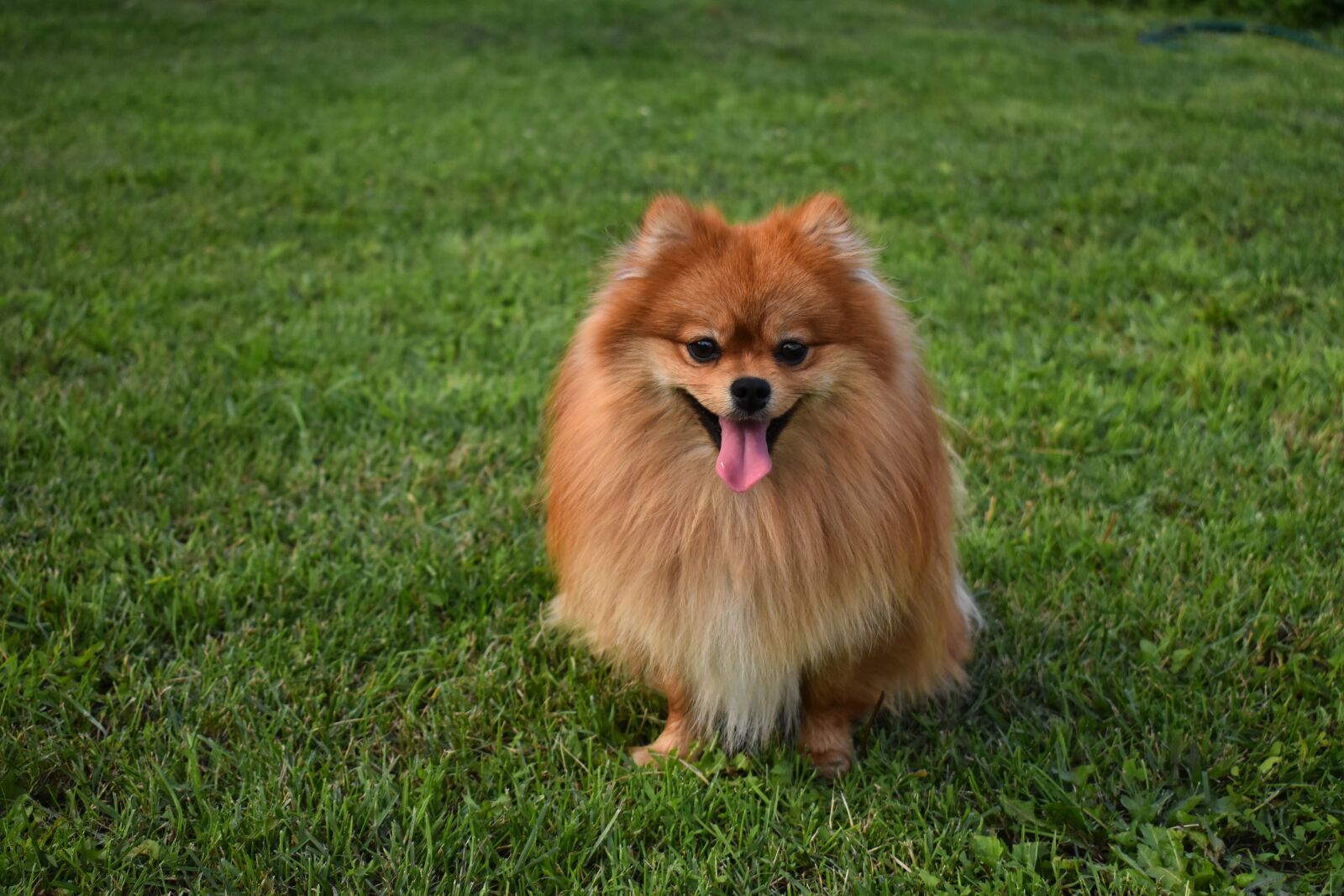 Nikon D3400 sample photo. Dog, spitz, smile photography
