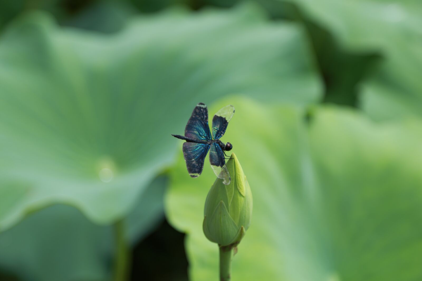 Canon EOS 6D + Canon EF 24-105mm F4L IS USM sample photo. Kite, lotus, water lilies photography