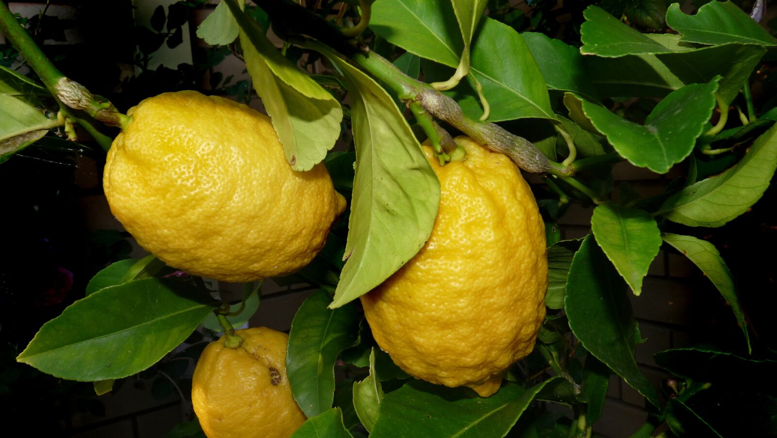 Panasonic Lumix DMC-FZ28 sample photo. Lemon, tree, citrus photography