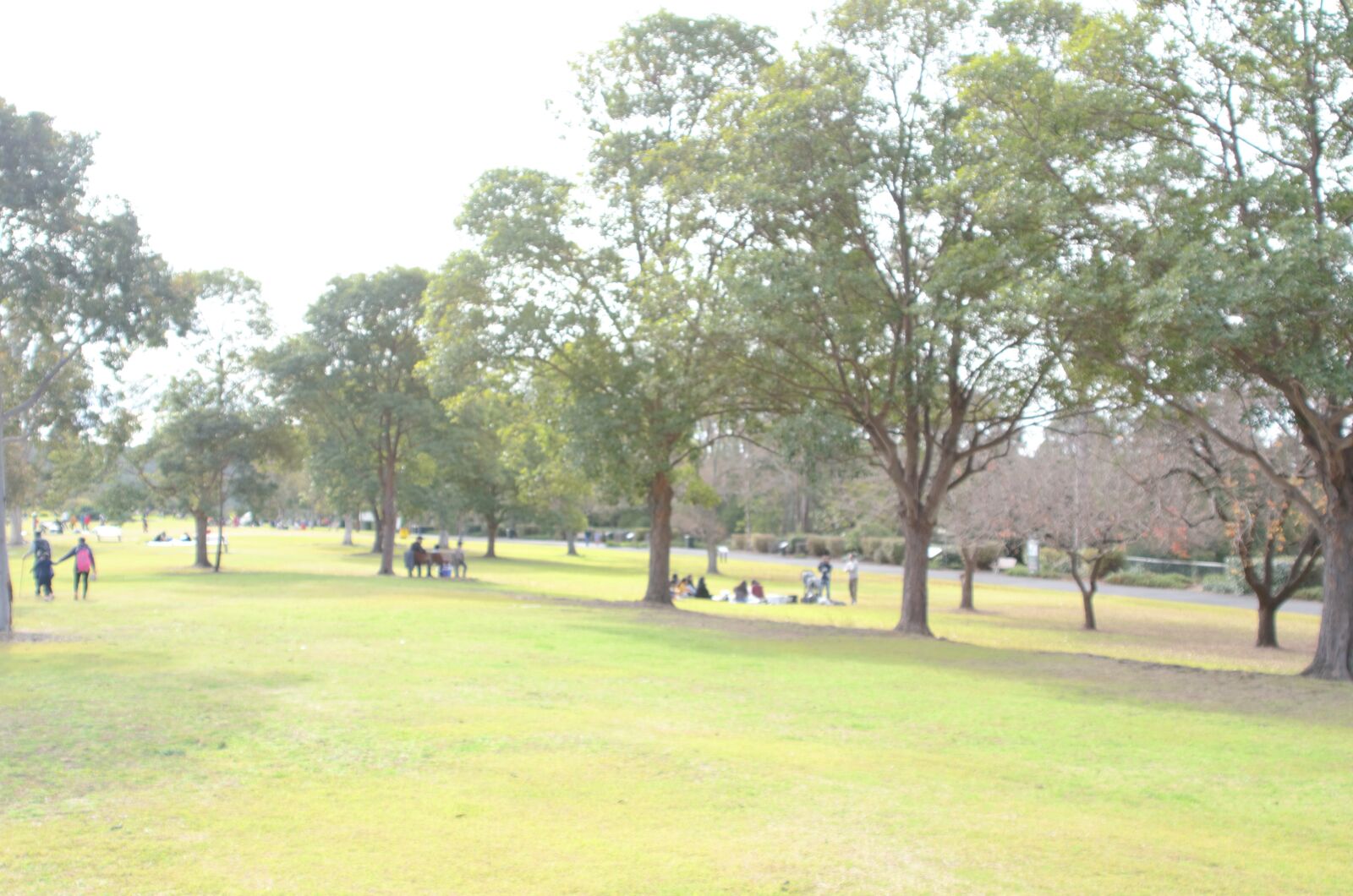 Nikon D7000 sample photo. Park, tree, nature photography