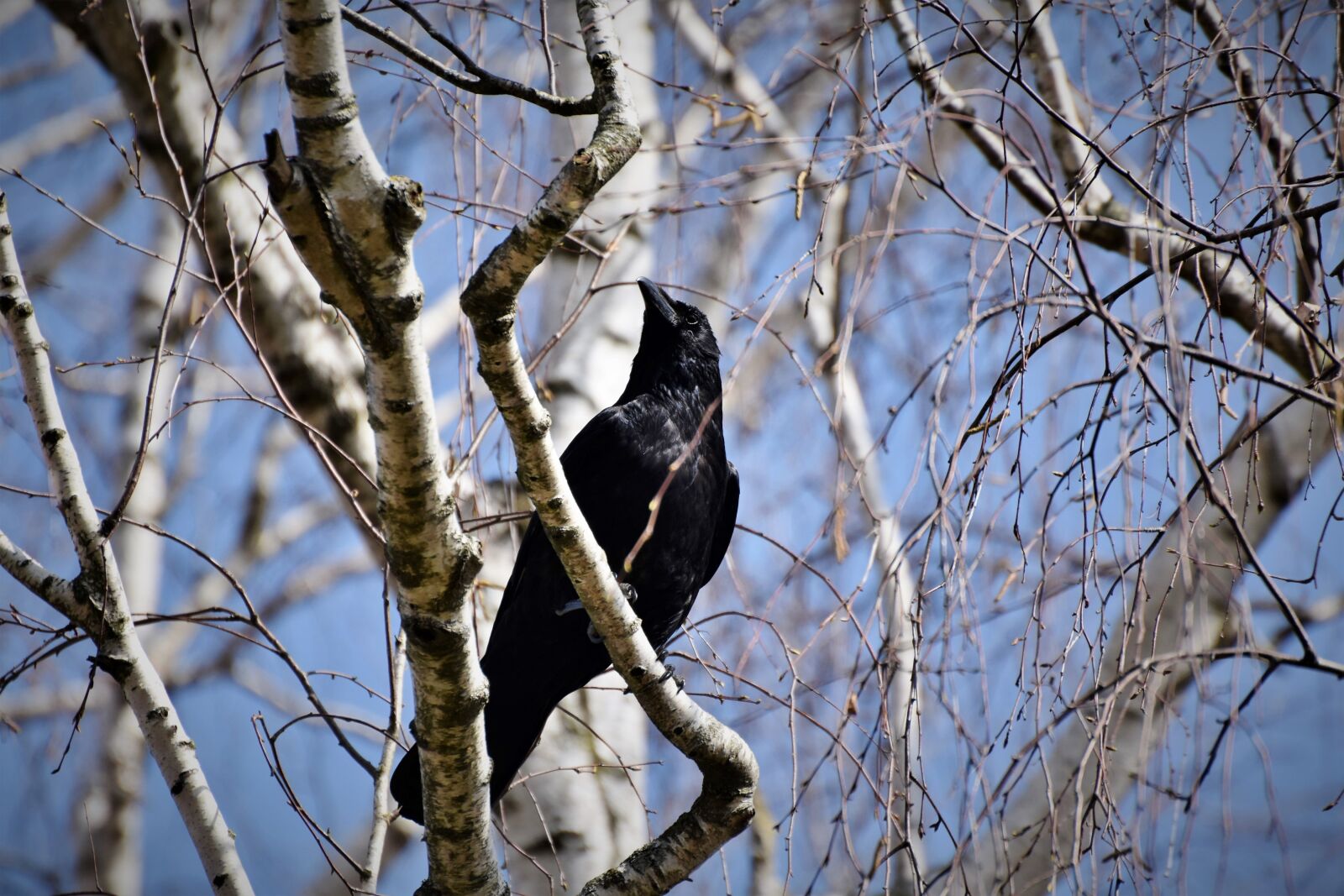 Nikon D7200 sample photo. Raven, crow, raven bird photography