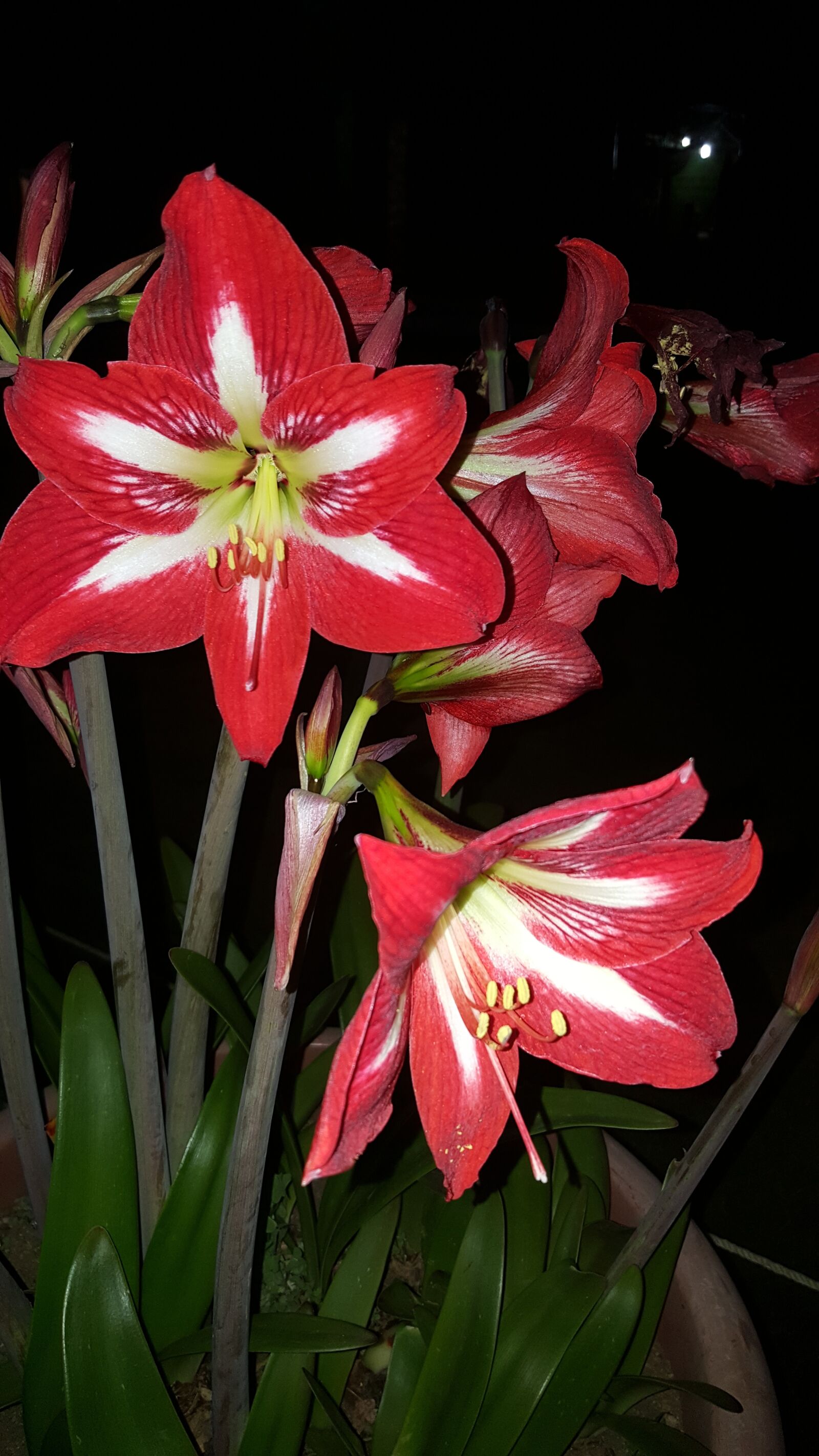 Samsung Galaxy Note5 sample photo. Flower, flowers, red flower photography