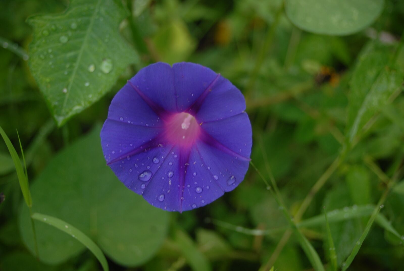 Nikon D200 sample photo. Flower, flora, nature photography