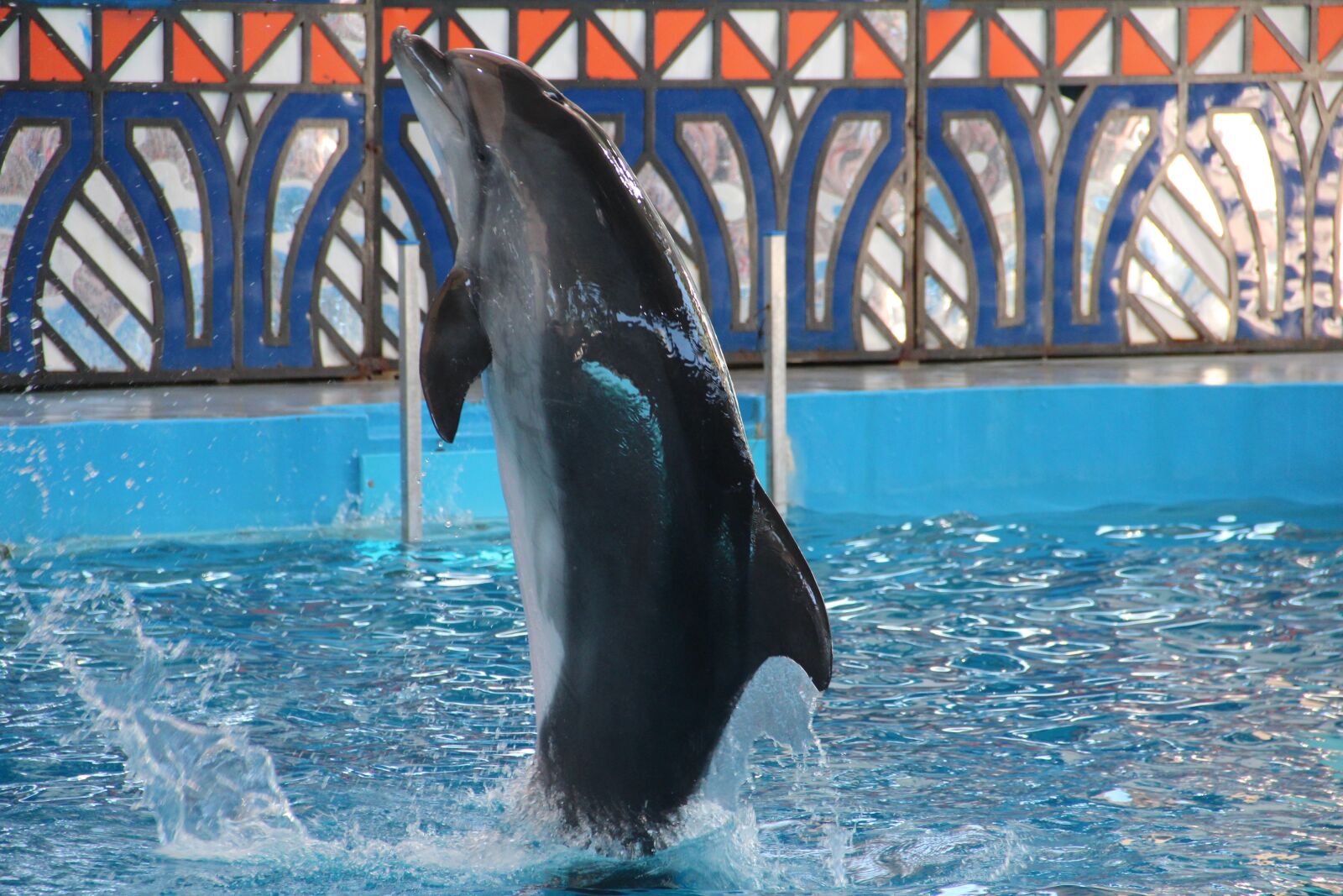 Canon EOS 600D (Rebel EOS T3i / EOS Kiss X5) sample photo. Dolphinarium, dolphins, dolphin photography