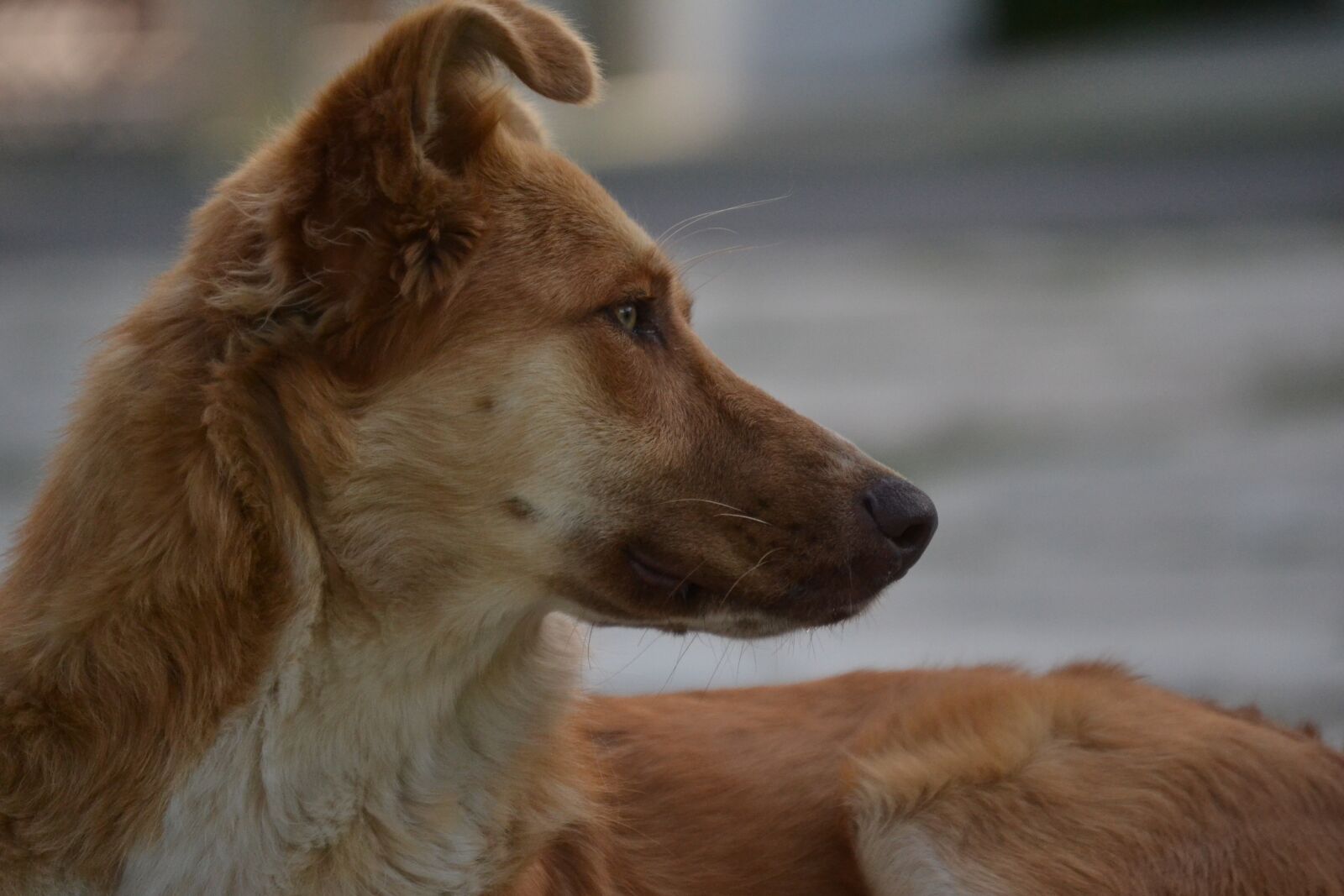Nikon D3100 sample photo. Dog, head, animal photography