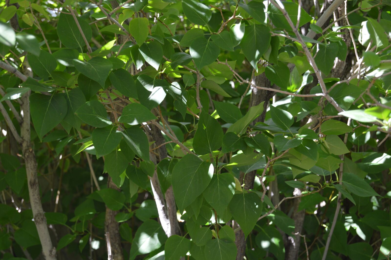 Nikon D3200 sample photo. Leaves, green, nature photography