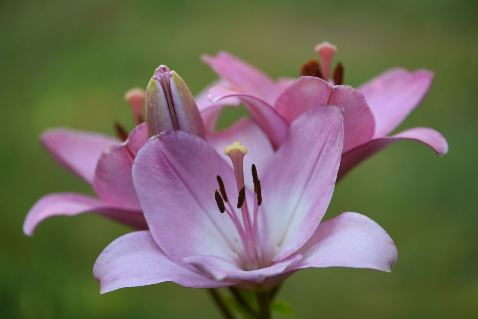 Nikon D750 sample photo. Lilies, pink, flowers photography