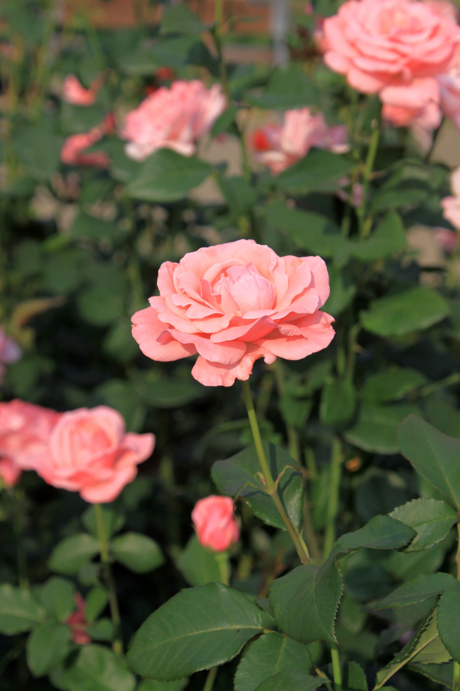 Canon EOS 50D sample photo. Rose, flowers, summer photography