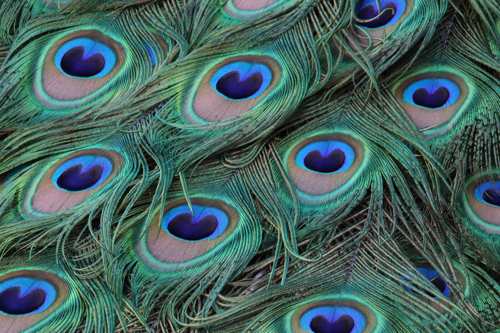 Canon EOS 800D (EOS Rebel T7i / EOS Kiss X9i) sample photo. Peacock feathers, peacocks, birds photography