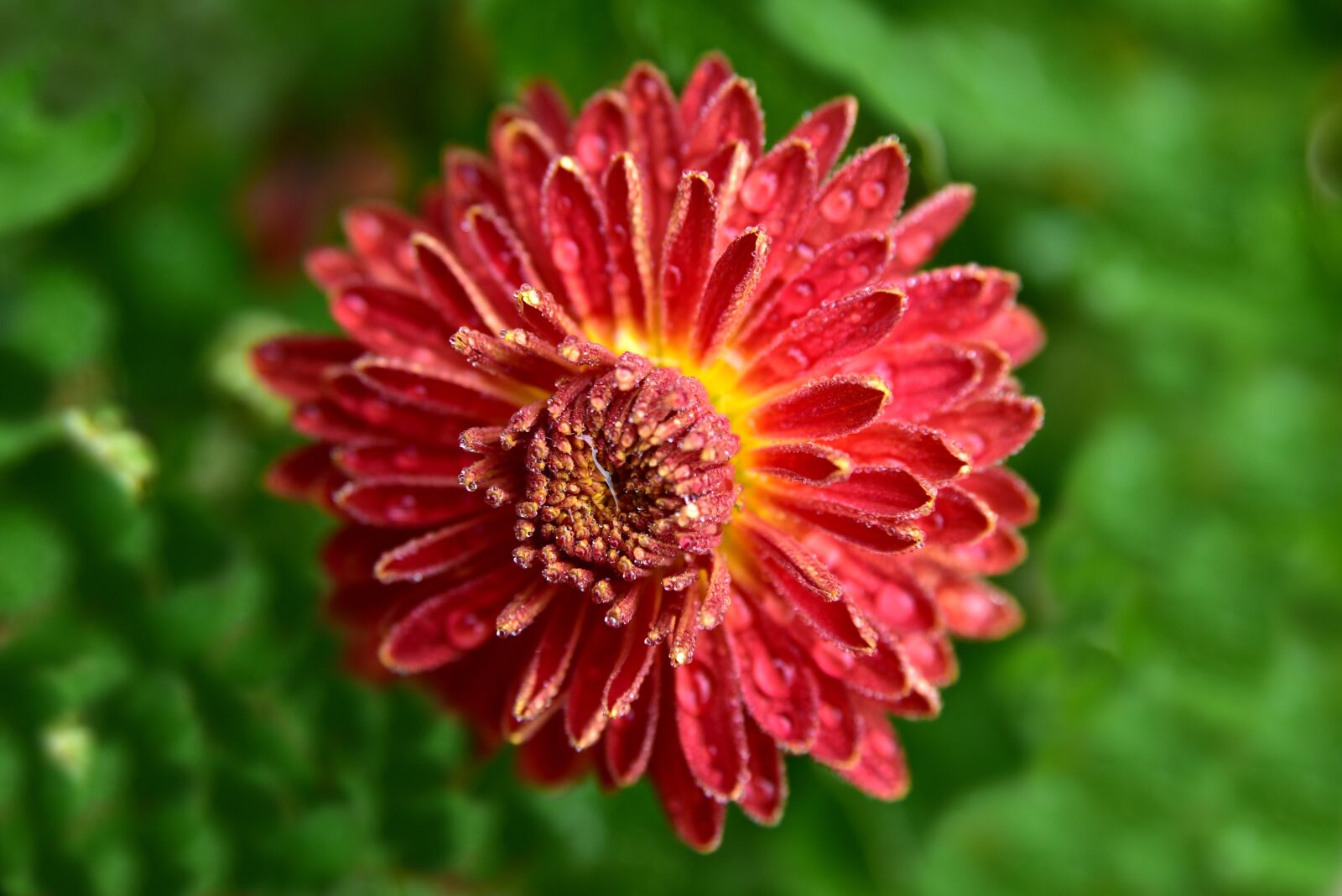 Nikon D750 sample photo. Chrysanthemum, flower, blossom photography