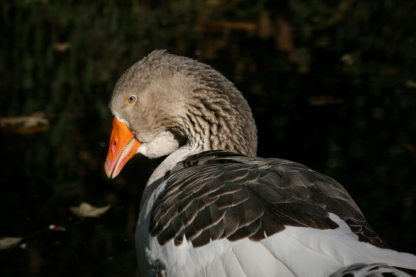 Canon EOS 400D (EOS Digital Rebel XTi / EOS Kiss Digital X) sample photo. Goose, domestic goose, ganter photography