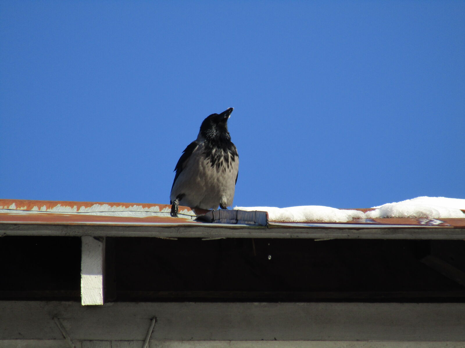 Canon PowerShot SX420 IS sample photo
