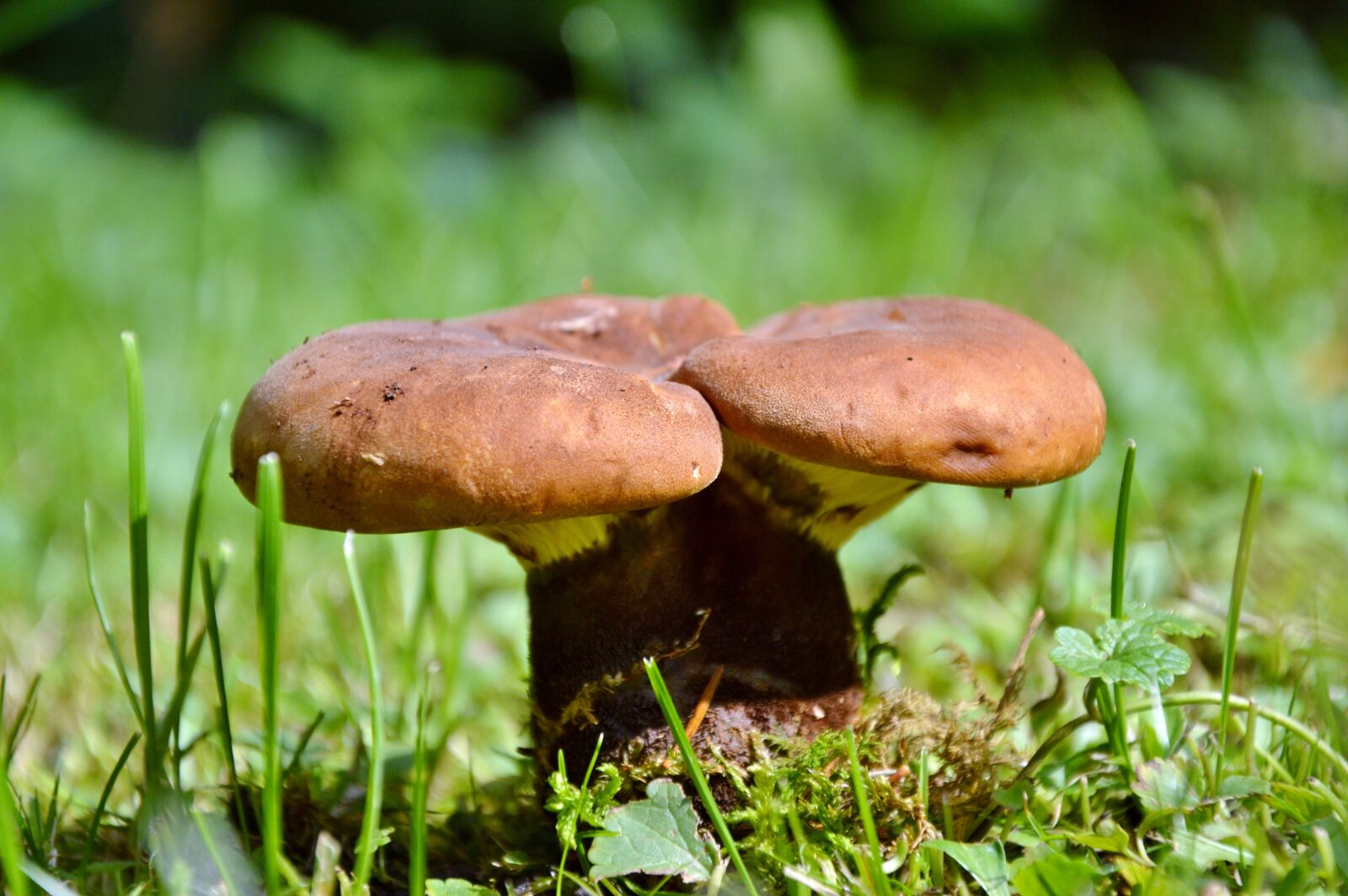 Nikon D3200 sample photo. Mushroom, disc fungus, forest photography