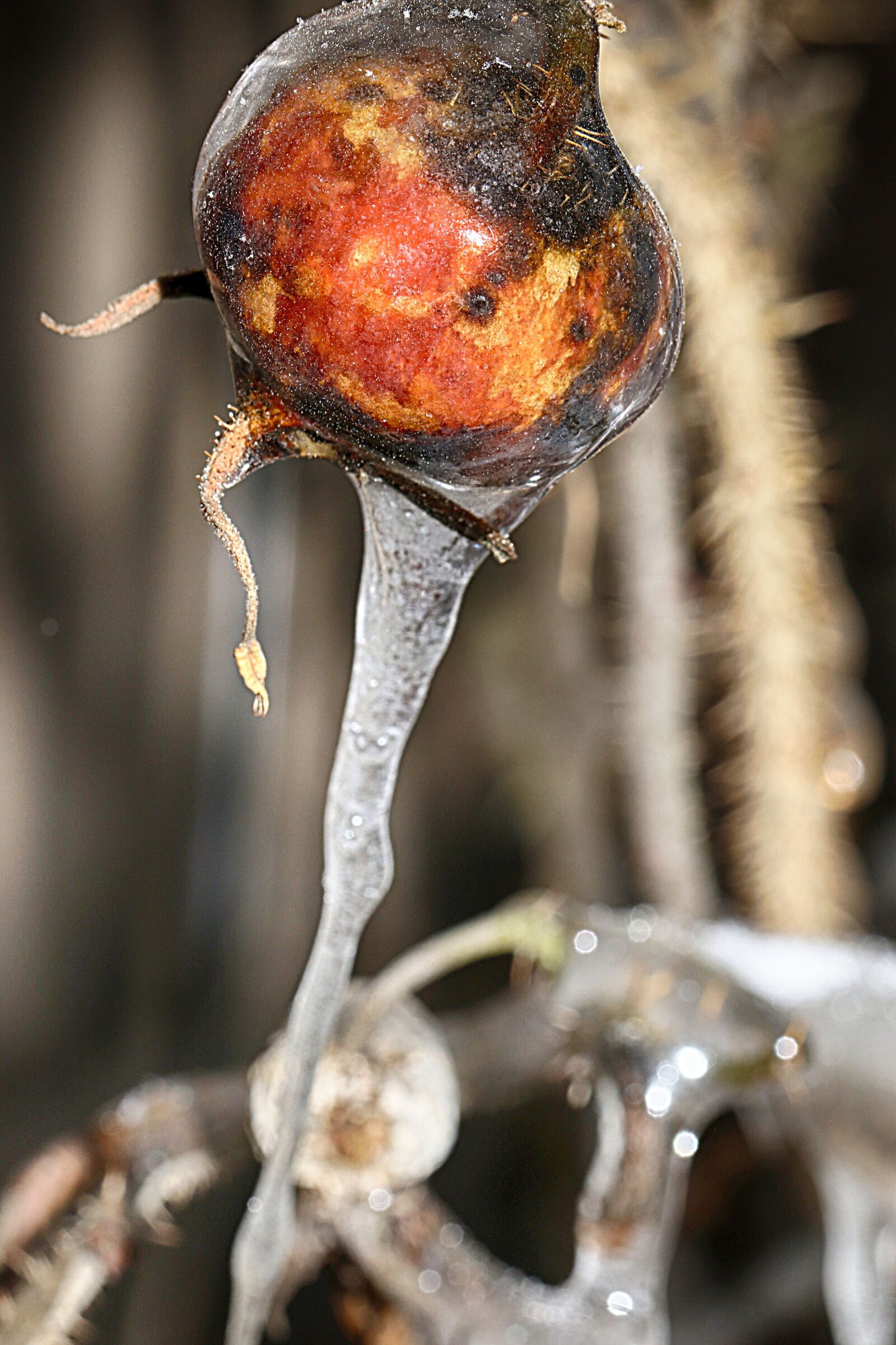 Canon EOS 7D Mark II sample photo. Rose hip, icicle, nature photography