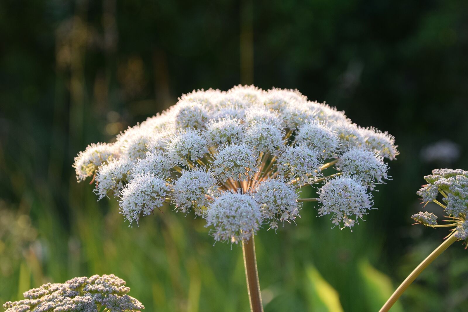 Nikon D5300 sample photo. Plant, norway, nordland photography