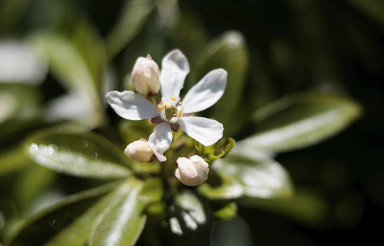 Canon EOS 750D (EOS Rebel T6i / EOS Kiss X8i) sample photo. Flowers, garden, nature photography