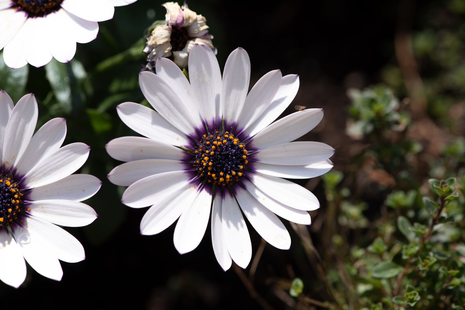 Nikon D750 sample photo. Cape daisies, flowers, white photography