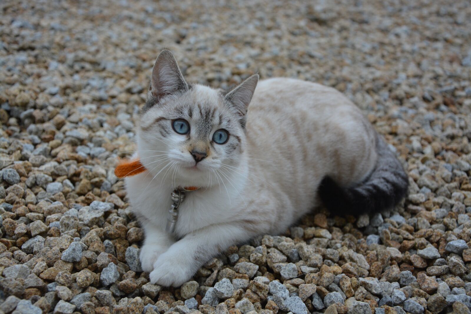 Nikon D5200 sample photo. Cat, kitten, cat eyes photography