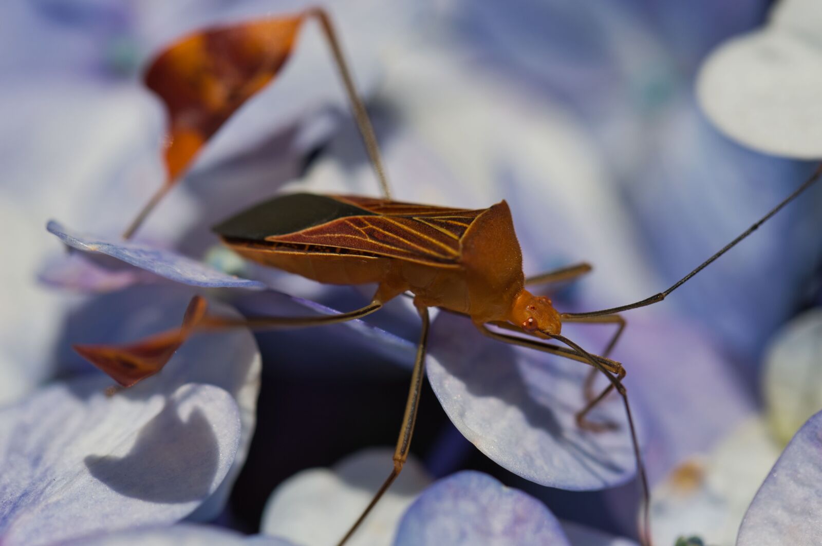 Nikon D3200 sample photo. Costa rica, insect, fauna photography