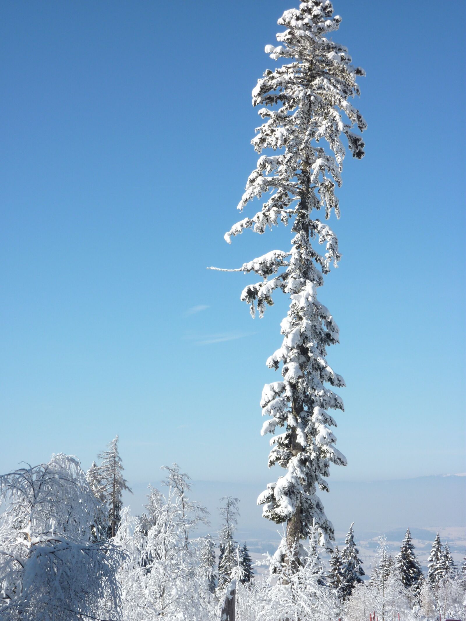 Panasonic Lumix DMC-ZS1 (Lumix DMC-TZ6) sample photo. Snow, tree, winter photography